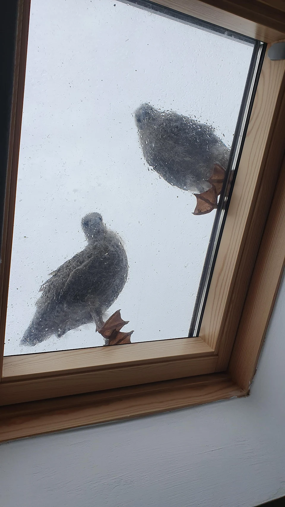 Two curious baby seagulls