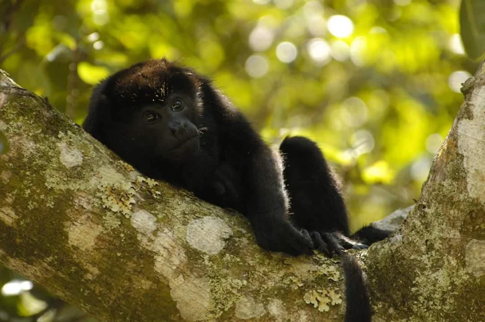 Howler monkey, taken on my honeymoon 15 years ago, Costa Rica