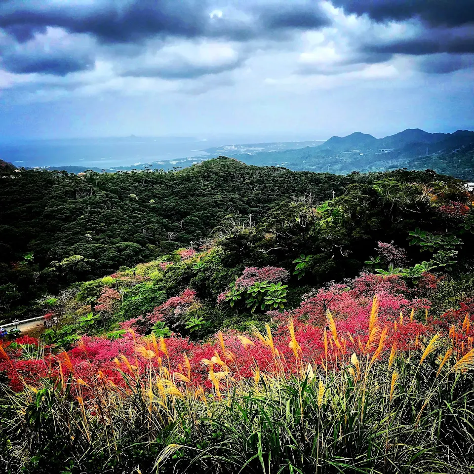 picture from an Okinawan Mountain