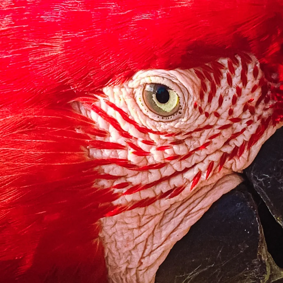 close up of wild macaw