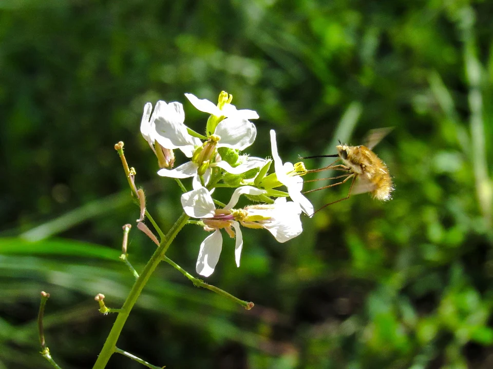I love to photograph pollinators doing their job.