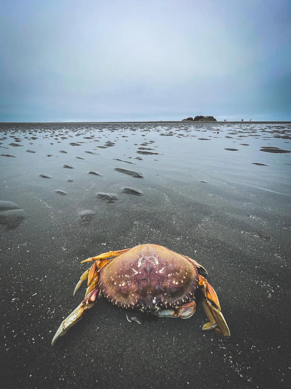 I found a dead crab on the beach and took a photo that I’m pretty happy with.