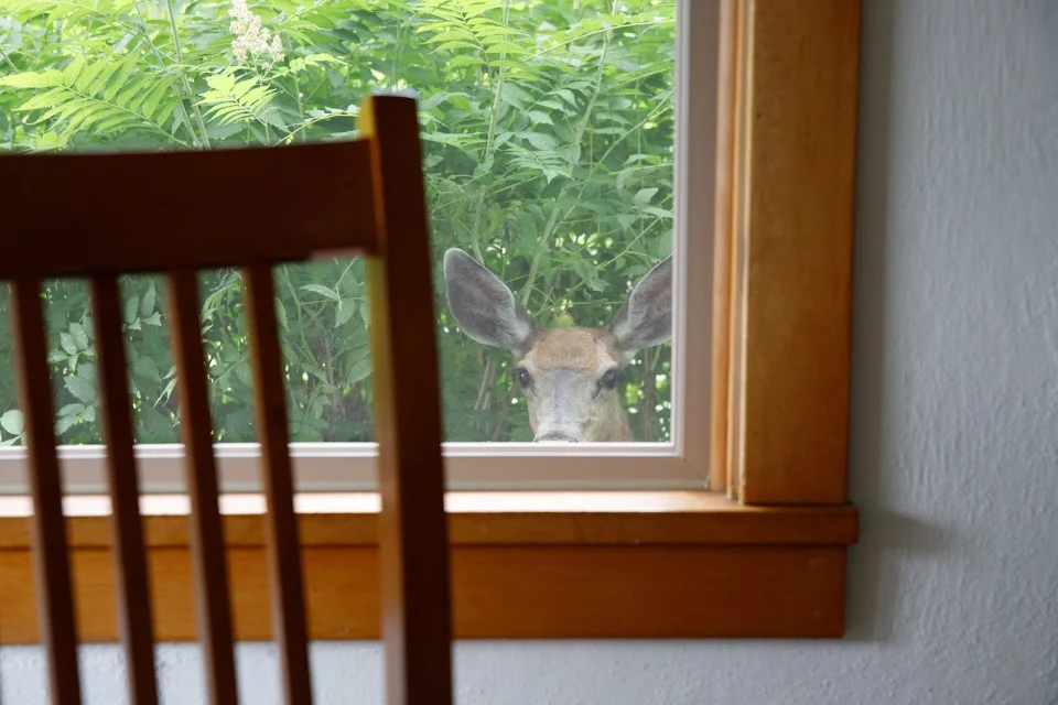 Caught a peeping tom at our AirBnB