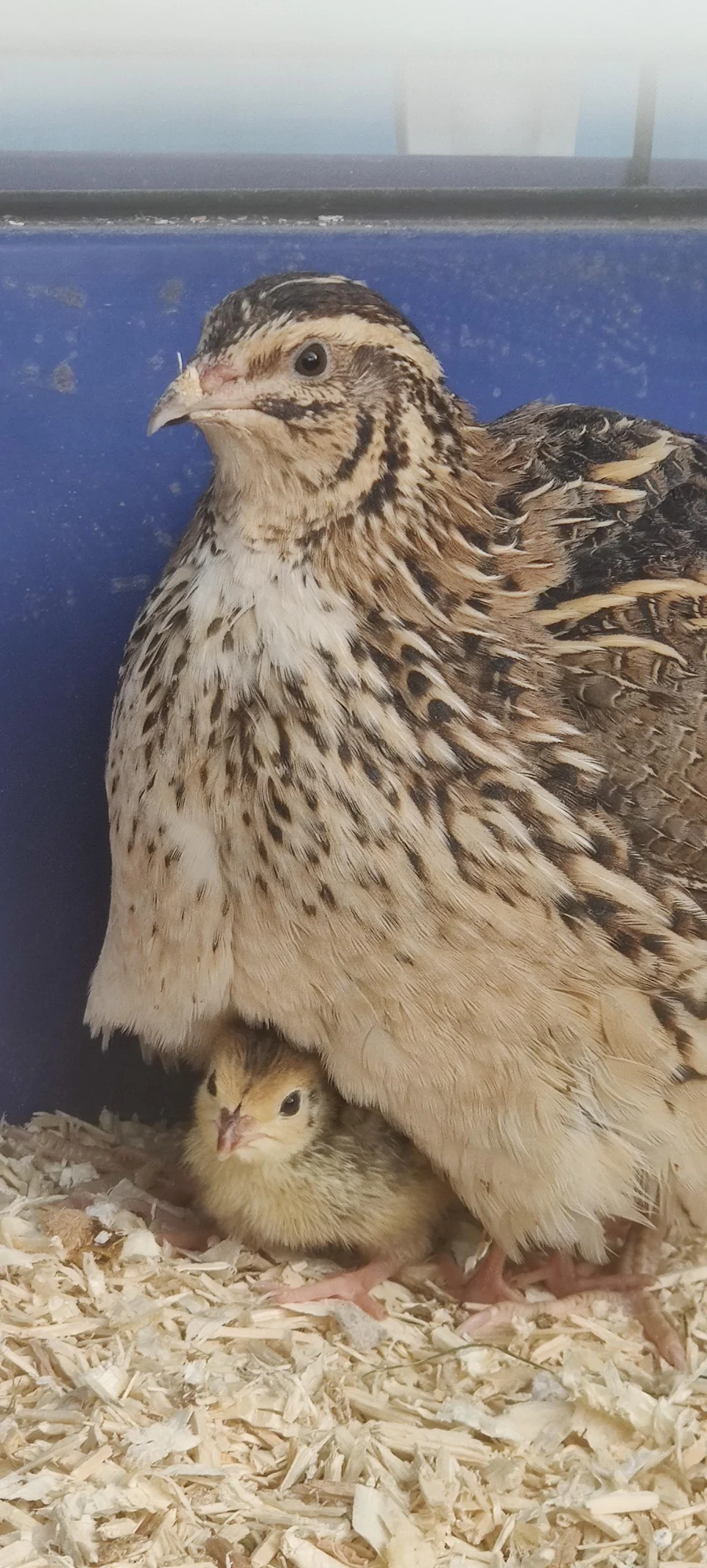 My pet quail with one of her chicks