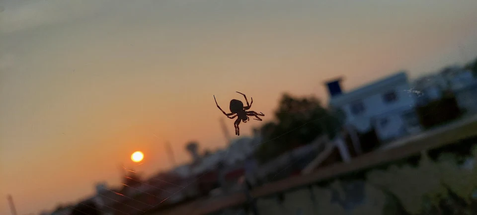 spider pic during sunset