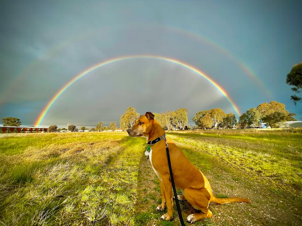 my doggo and a perfect double rainbow.
