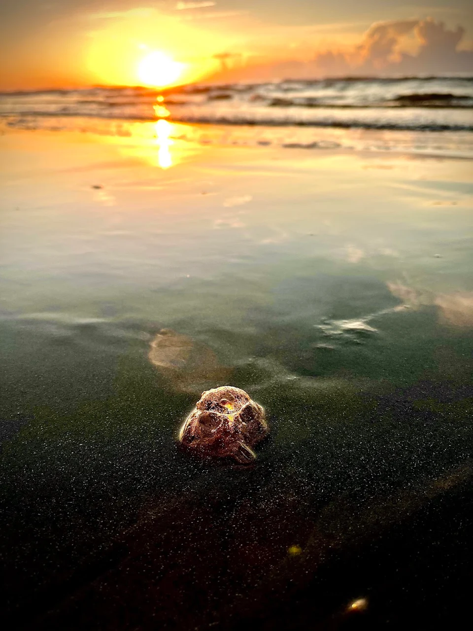 Jellyfish on the beach.