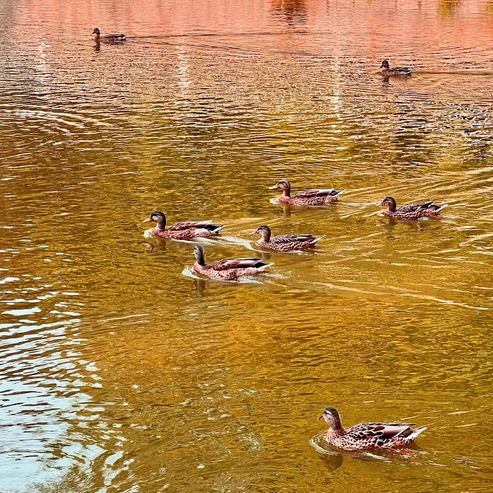 The duck tribe swimming.