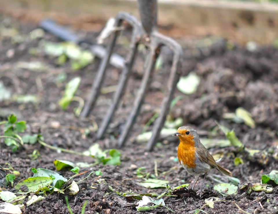 A Robin collecting some bugs while I dig..