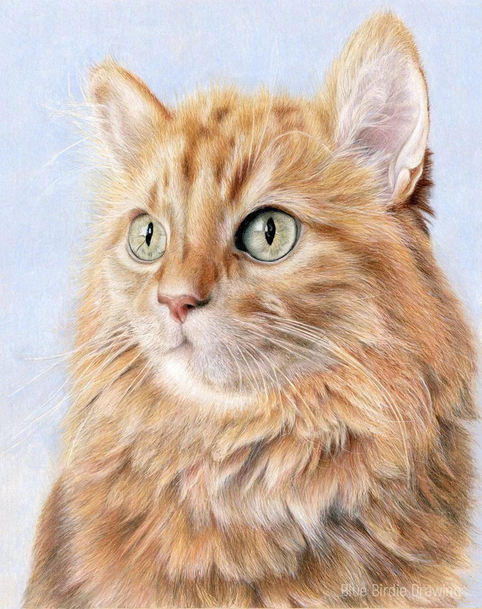This is my latest drawing made with colored pencils. Cat's name is Barley