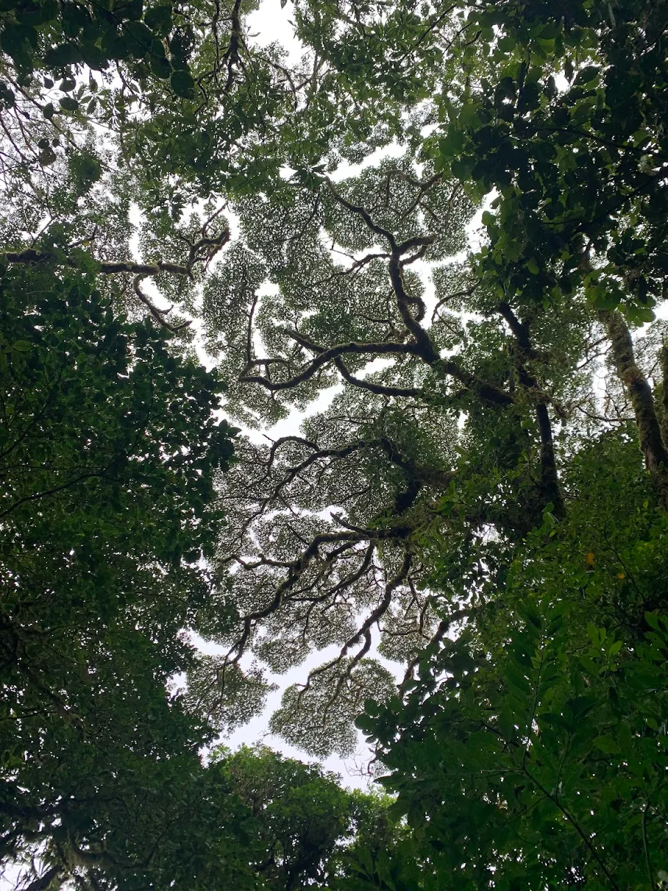 Tree canopy in Monteverde, Costa Rica