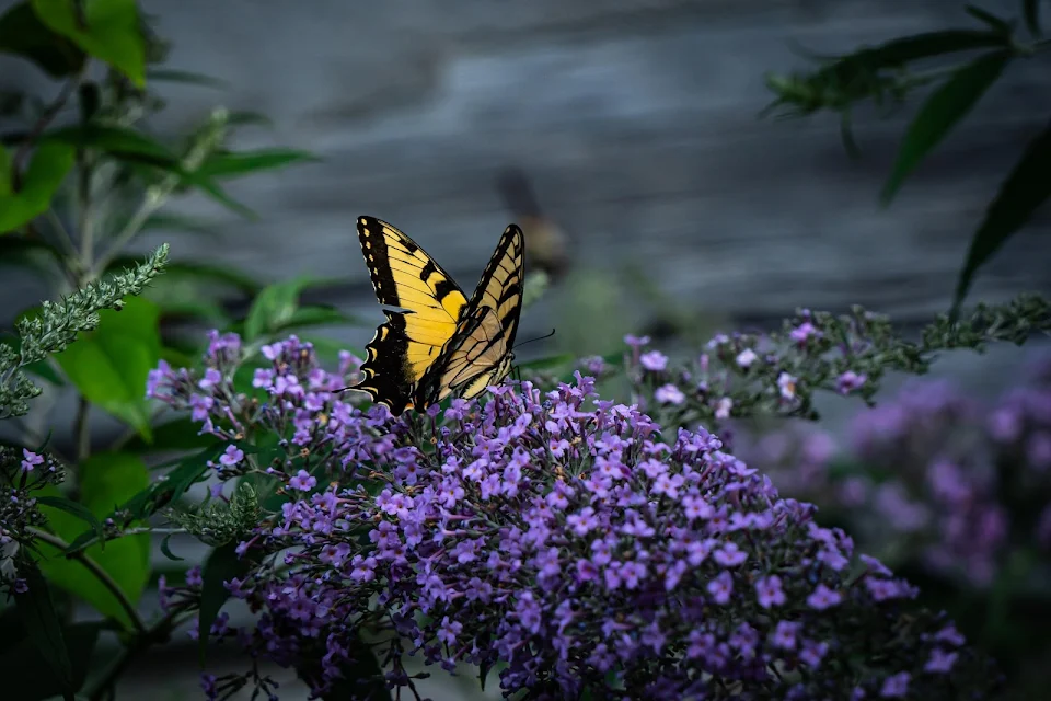 Butterfly in the flower garden at my local State Park