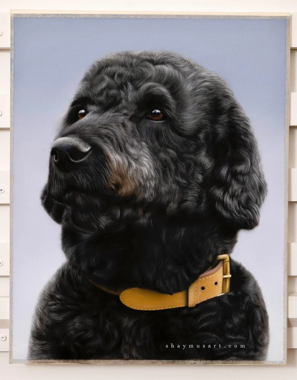 Jack the Labradoodle’s portrait, created by me using soft pastels and pastel pencils, 40x50cm