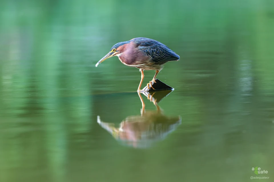 Taking a walk in the park, saw a green heron in a moment of quiet contemplation. Wanted to share.