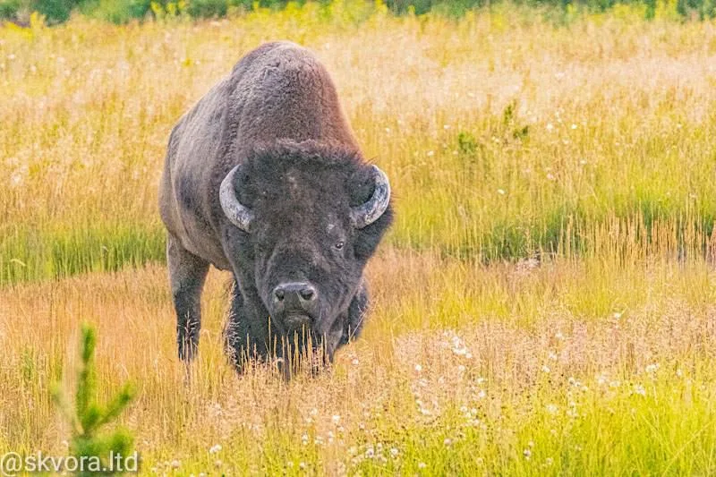 American Bison at Yellowstone park.
