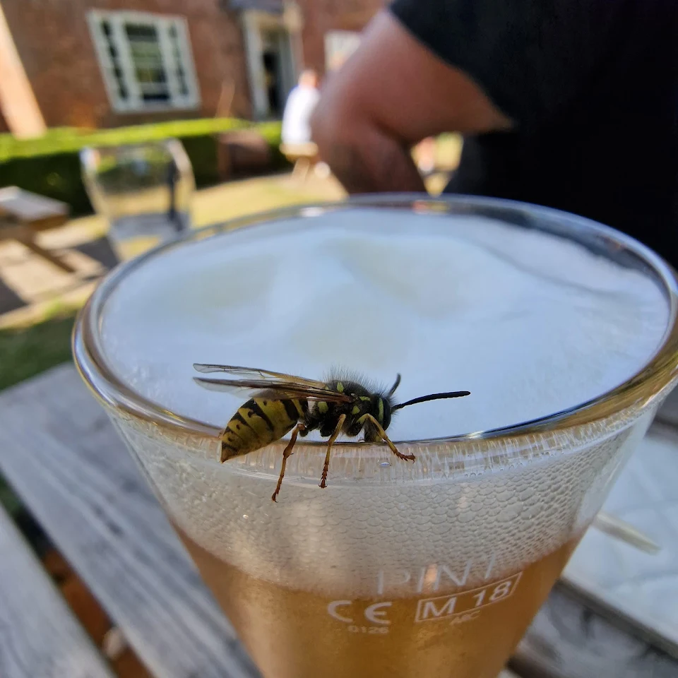 A wasp started drinking my beer.
