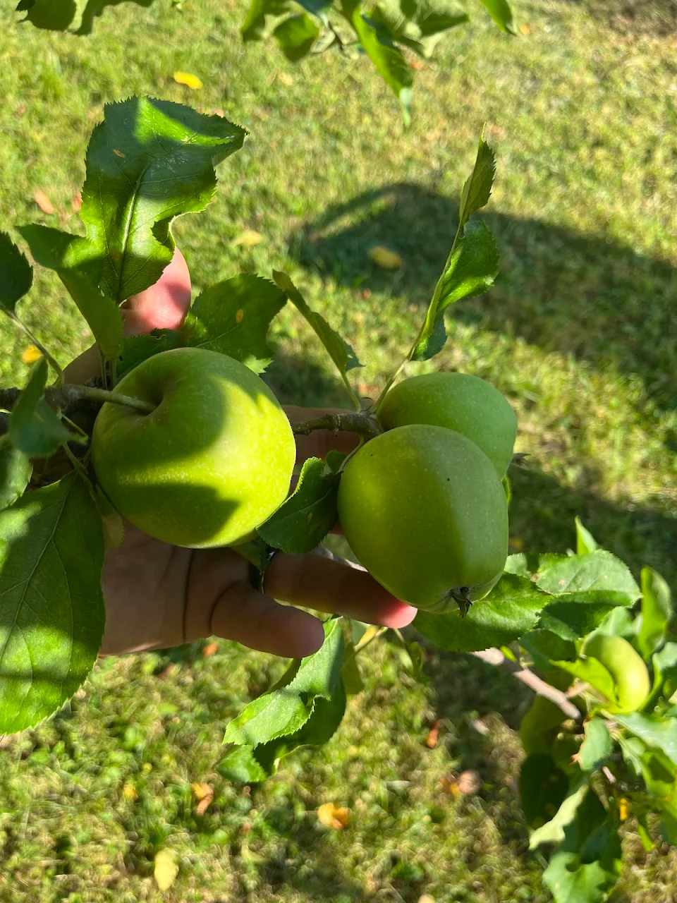 Apples growing on a tree my wife planted 30+ years ago