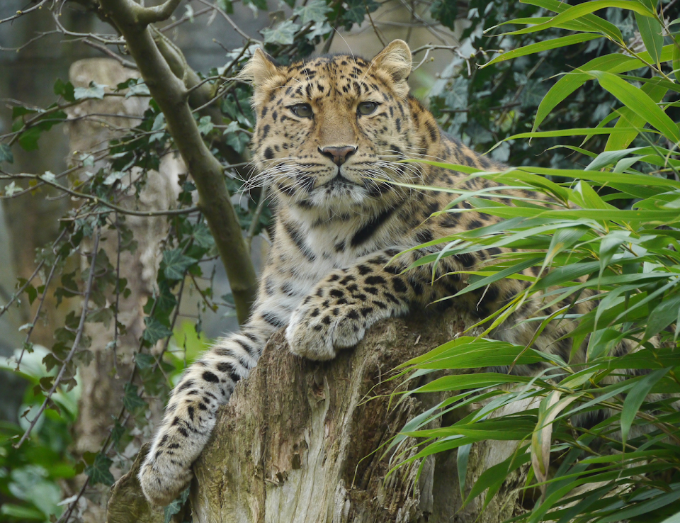 Amur Leopard at Colchester Zoo