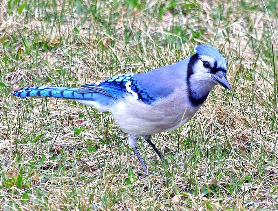 An inquisitive blue jay in our garden.