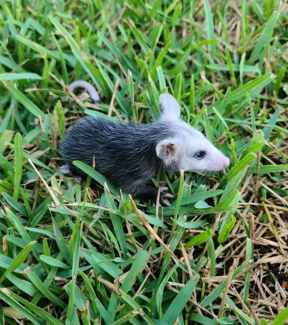 A baby possum my cat tried to kill this morning...