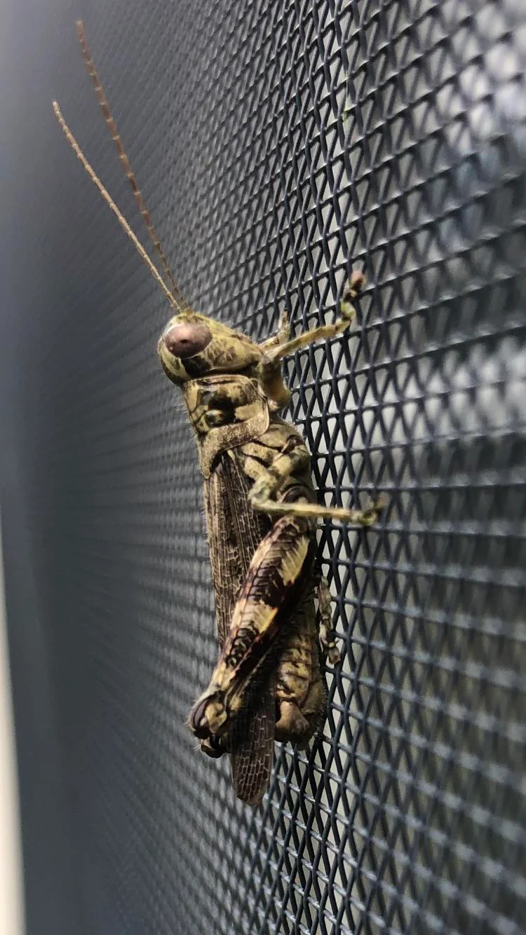 Grasshopper on a window screen