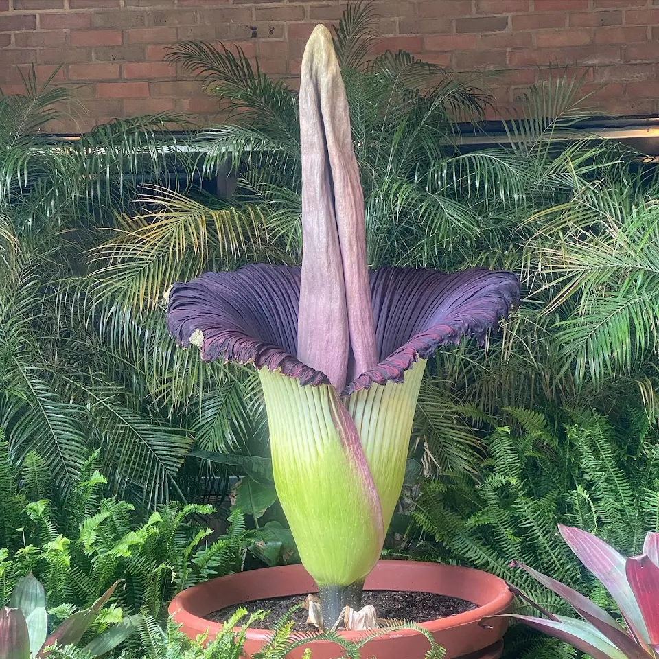The Corpse Flower at the Cleveland Zoo Bloomed Last Night