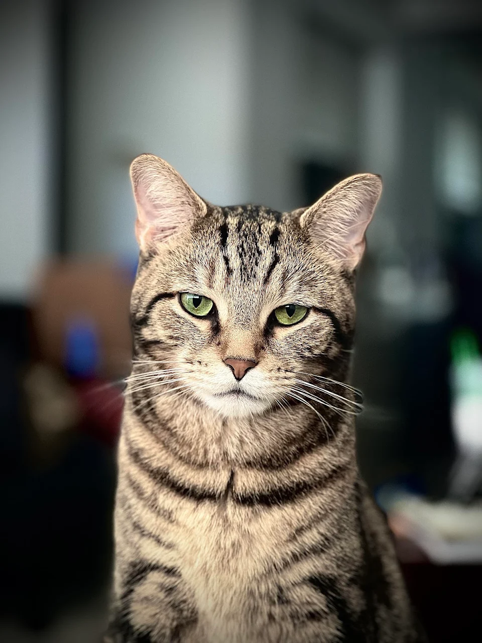 Staying with a friend this weekend took a picture of his cat. Shot with an iPhone 13 Pro Max.