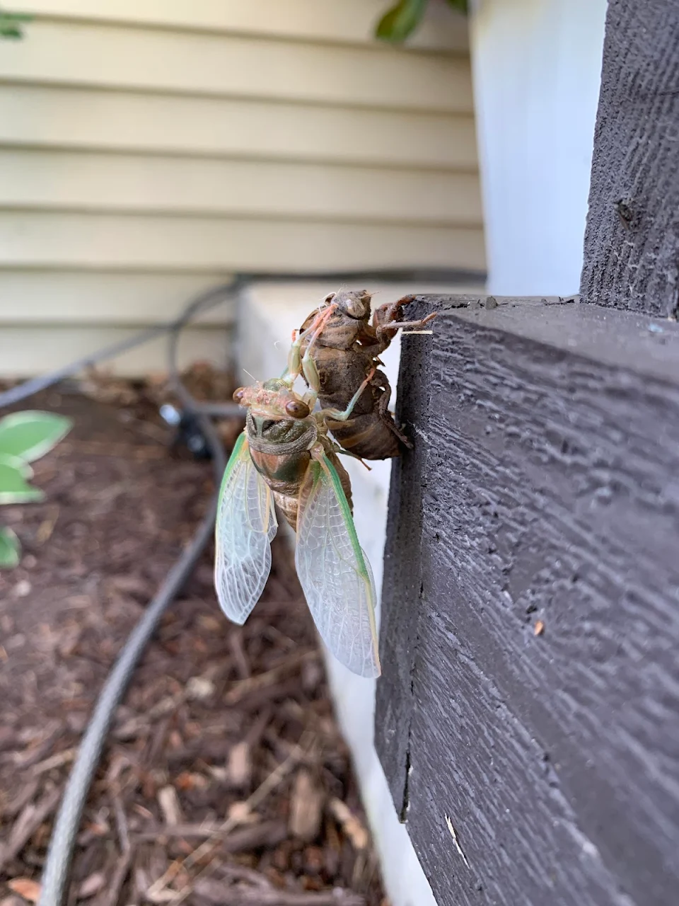 Cicada that just molted