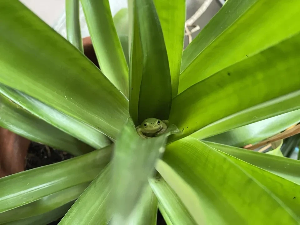 Found this guy chilling in my pineapple plant this weekend