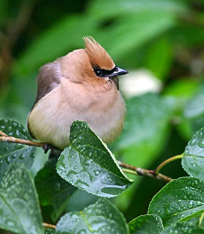 Got into a staring contest with a cedar waxwing in the rain. Final scoreWaxwing 1