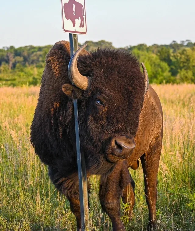 This Bison Getting a Nice Head Scratch from this Sign