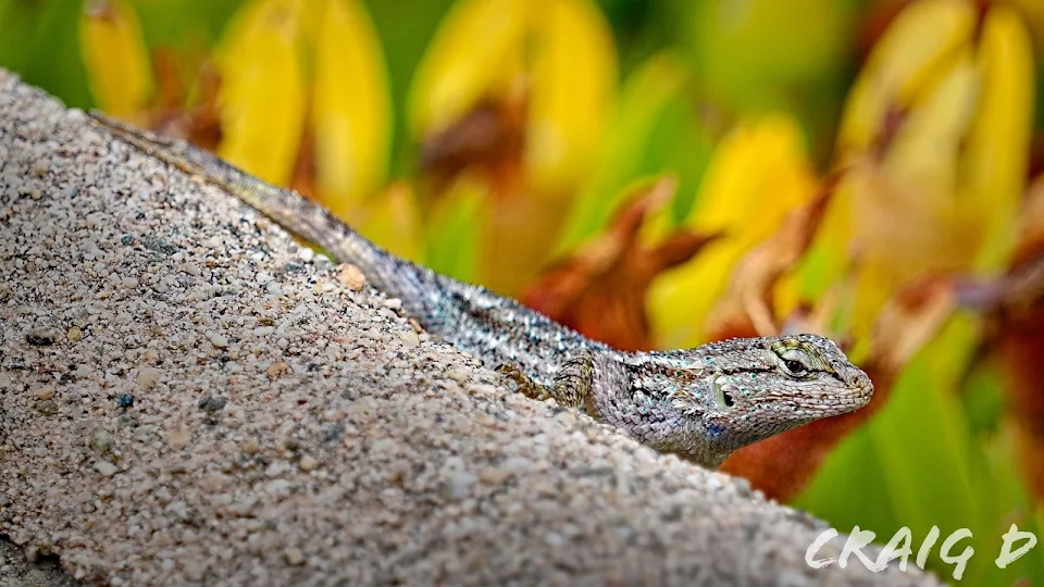 Southwestern Fence Lizard with beautiful eyes in Southern California [OC]