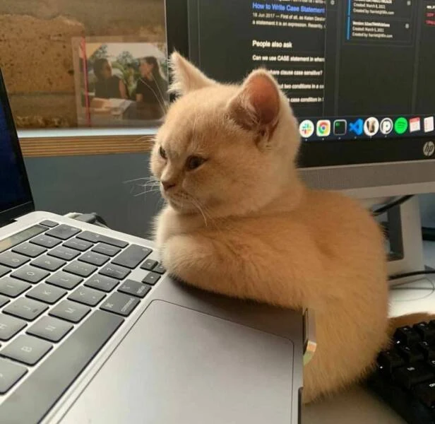 The cat loves to use laptop