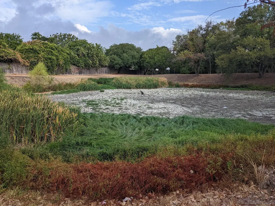 a once thriving park pond has dried up in less than a year.