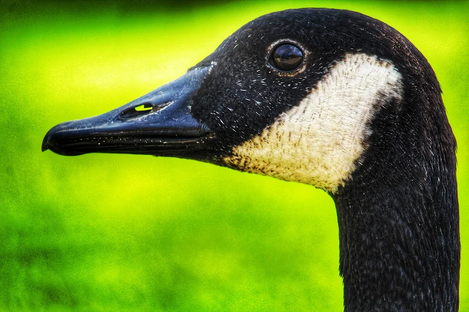 Found a very photogenic goose at the park
