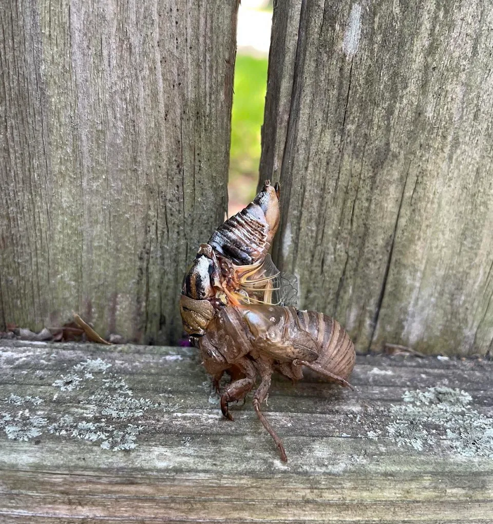 Found a cicada in the middle of shedding in my yard