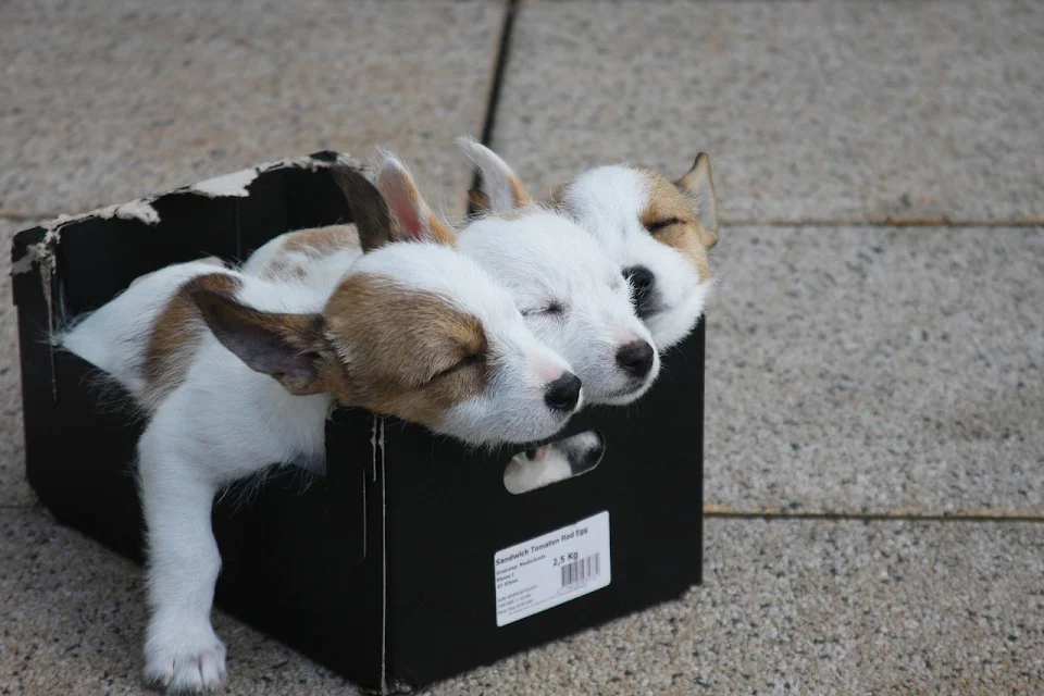 how cute it looks, 3 muzzles at once! )