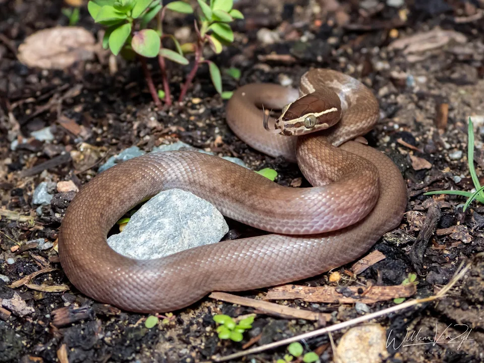 Brown House Snake (Boaedon capensis) from Cape Town, South Africa. Harmless.