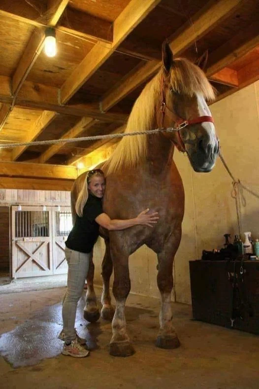 Standing over 7 feet tall and weighing a massive 2600 pounds, “Big Jake” is currently the world’s largest horse.