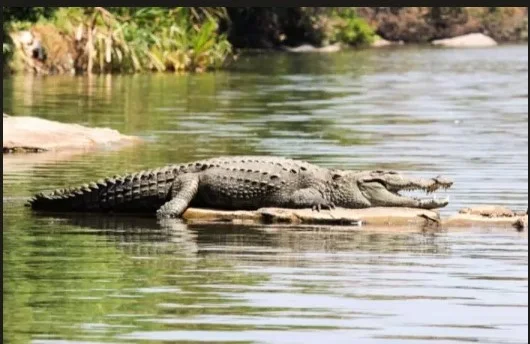 About Crocodile