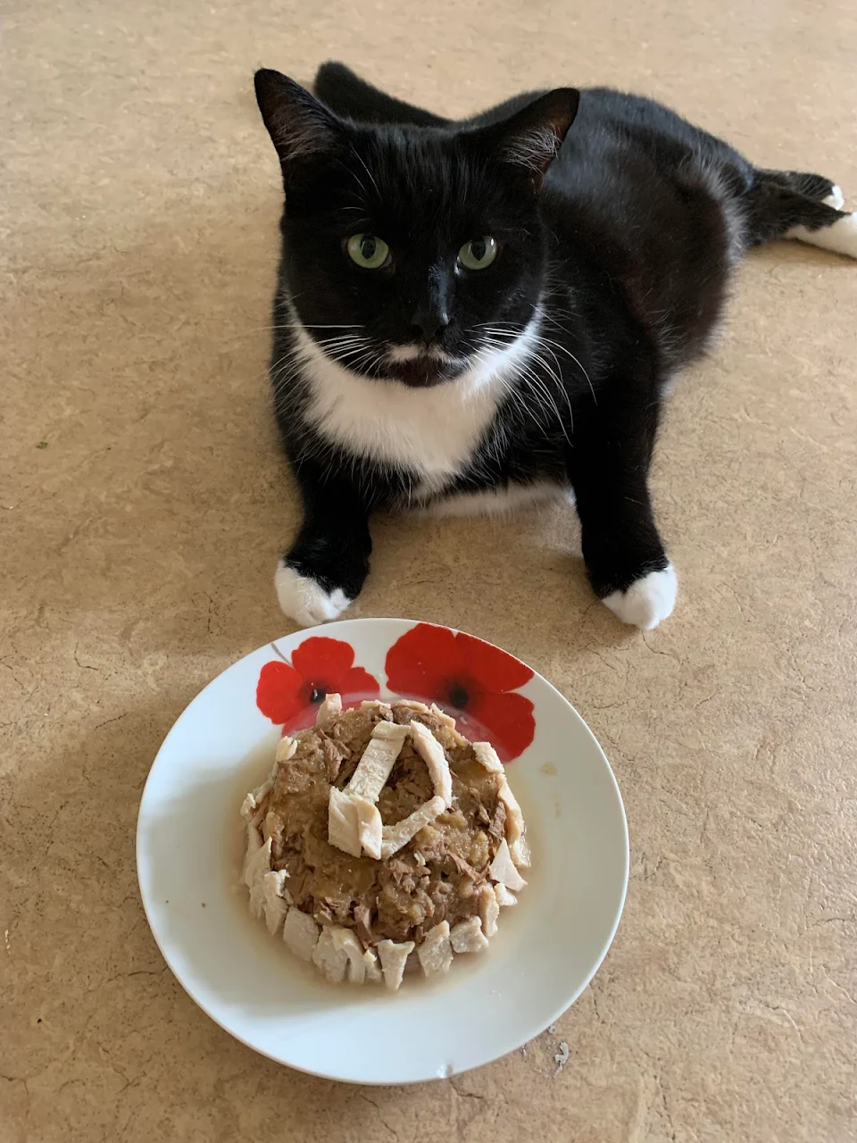 The chonk with his homemade tuna and chicken birthday “cake”. (Skipped his usual meal to eat this instead)