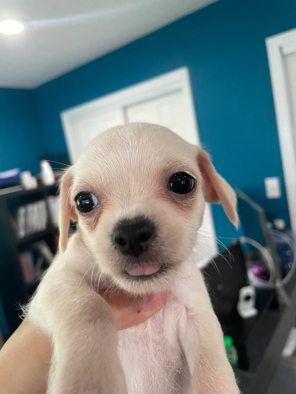 Here is a puppy blep. Have a good day.