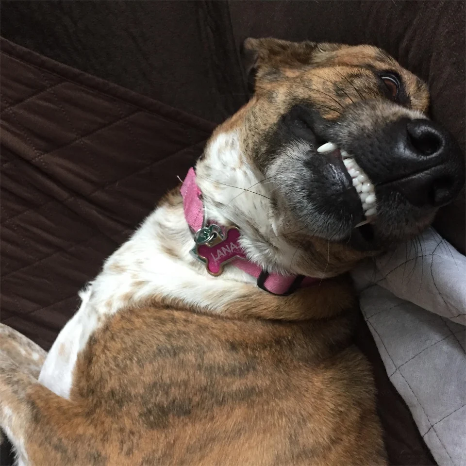 Lana the Afghanistan rescue showing a grin…