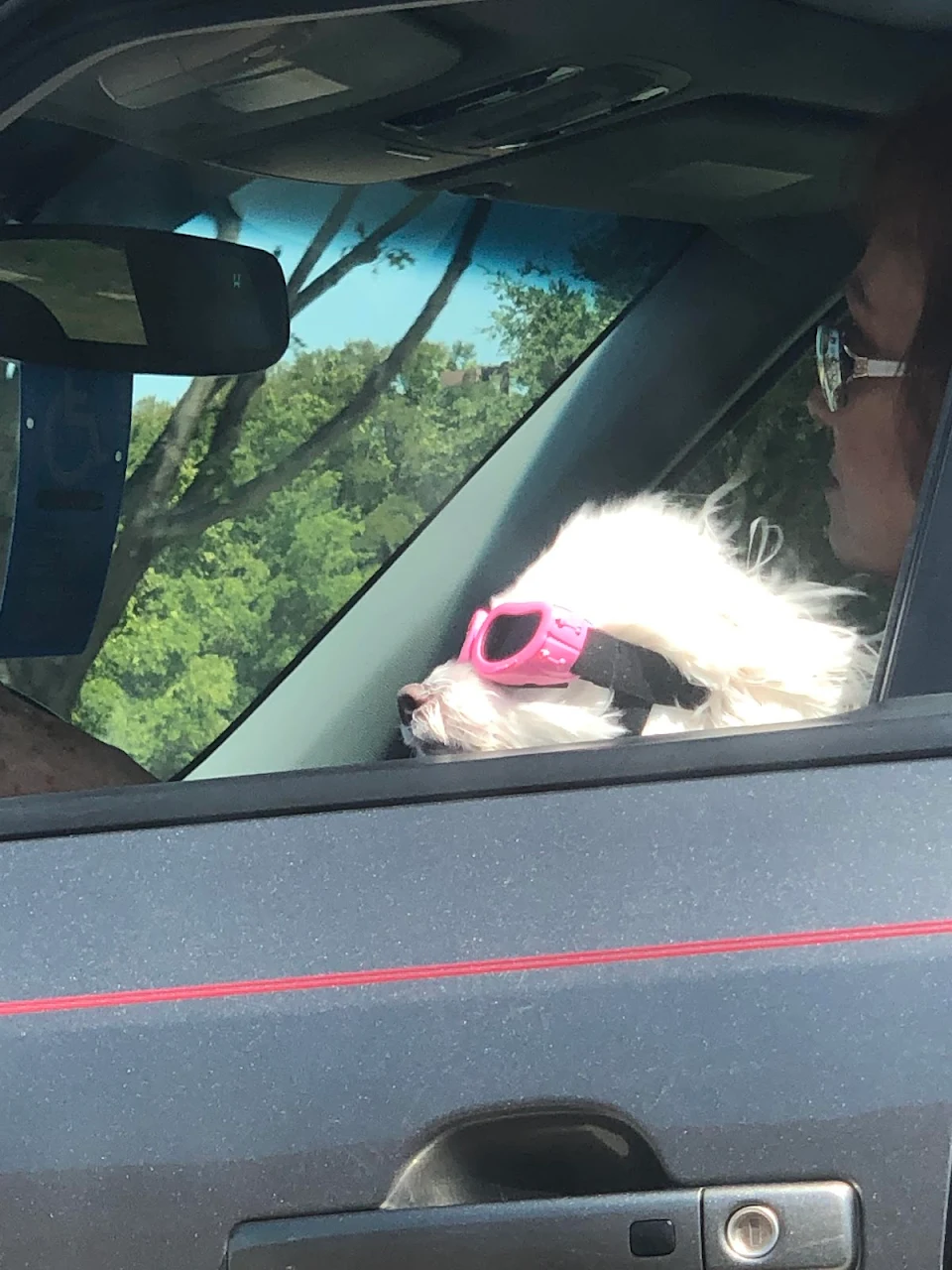 I saw a dog wearing goggles today. Doggles.
