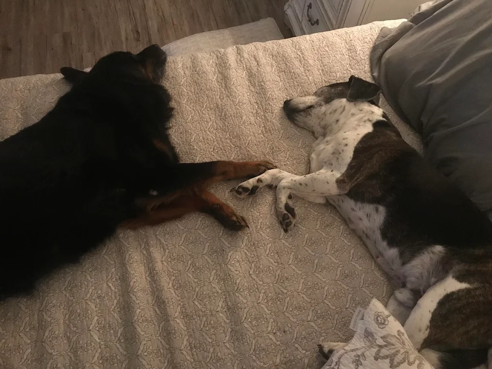 The Creation of Dog