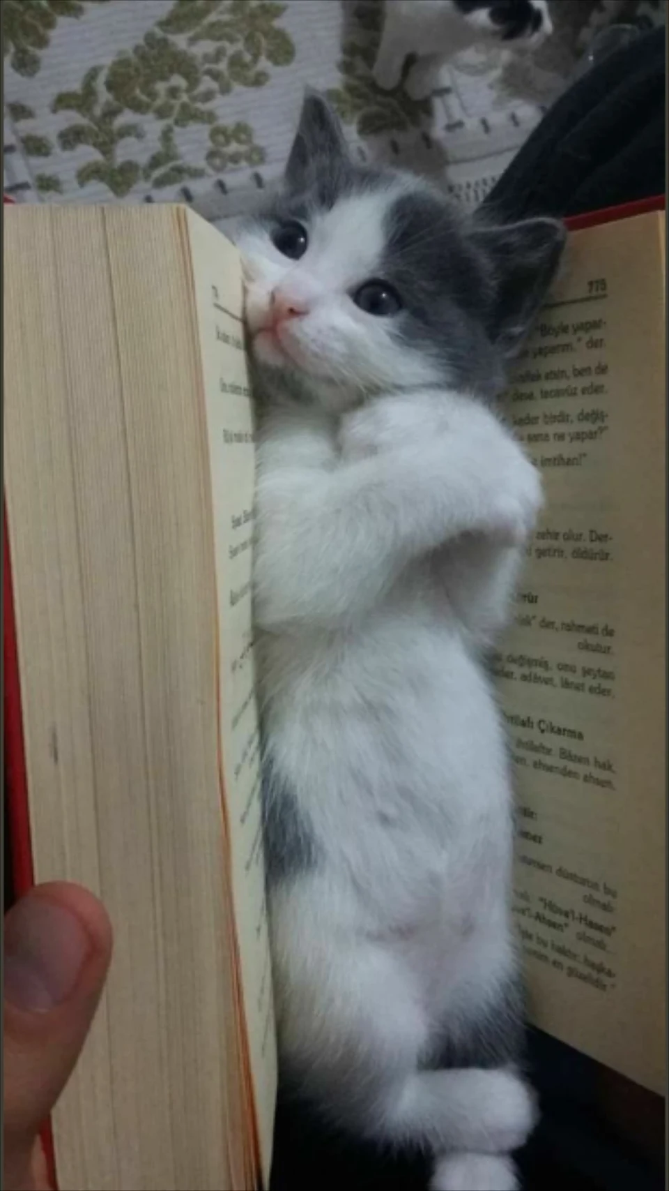 Cute bookmark
