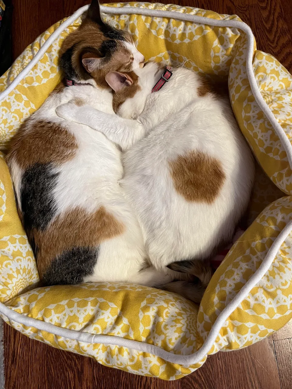 Mama cat hugging her daughter