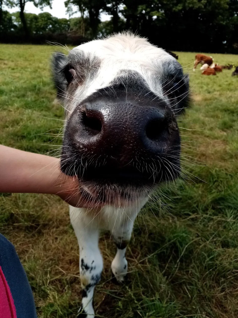 Marble wanting a boop