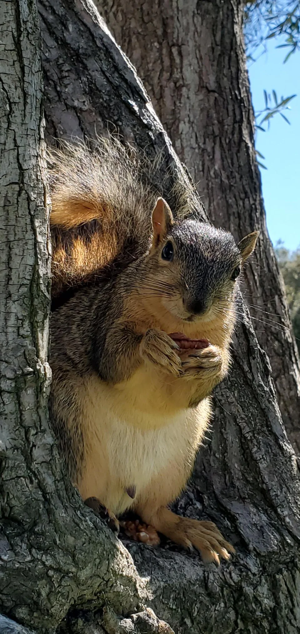Don't touch my nut!