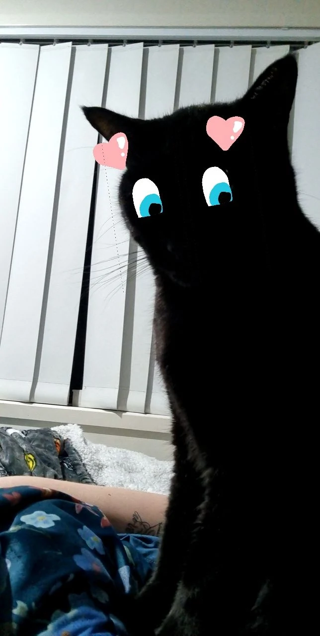 Snapchat filters are unsettling on black cats